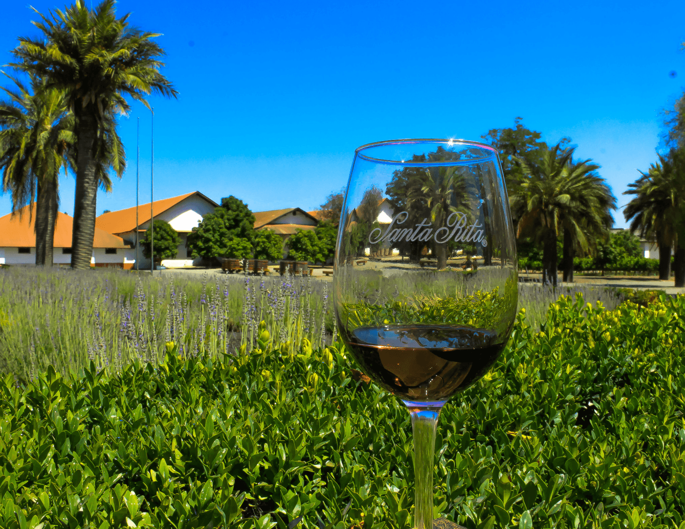 Vinícola Santa Rita - Tour Clássico