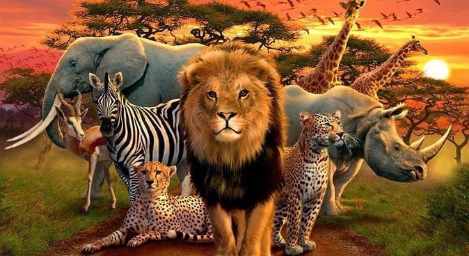 Safari Clássico África do Sul: Kruger + Cidade do Cabo em 7 Dias