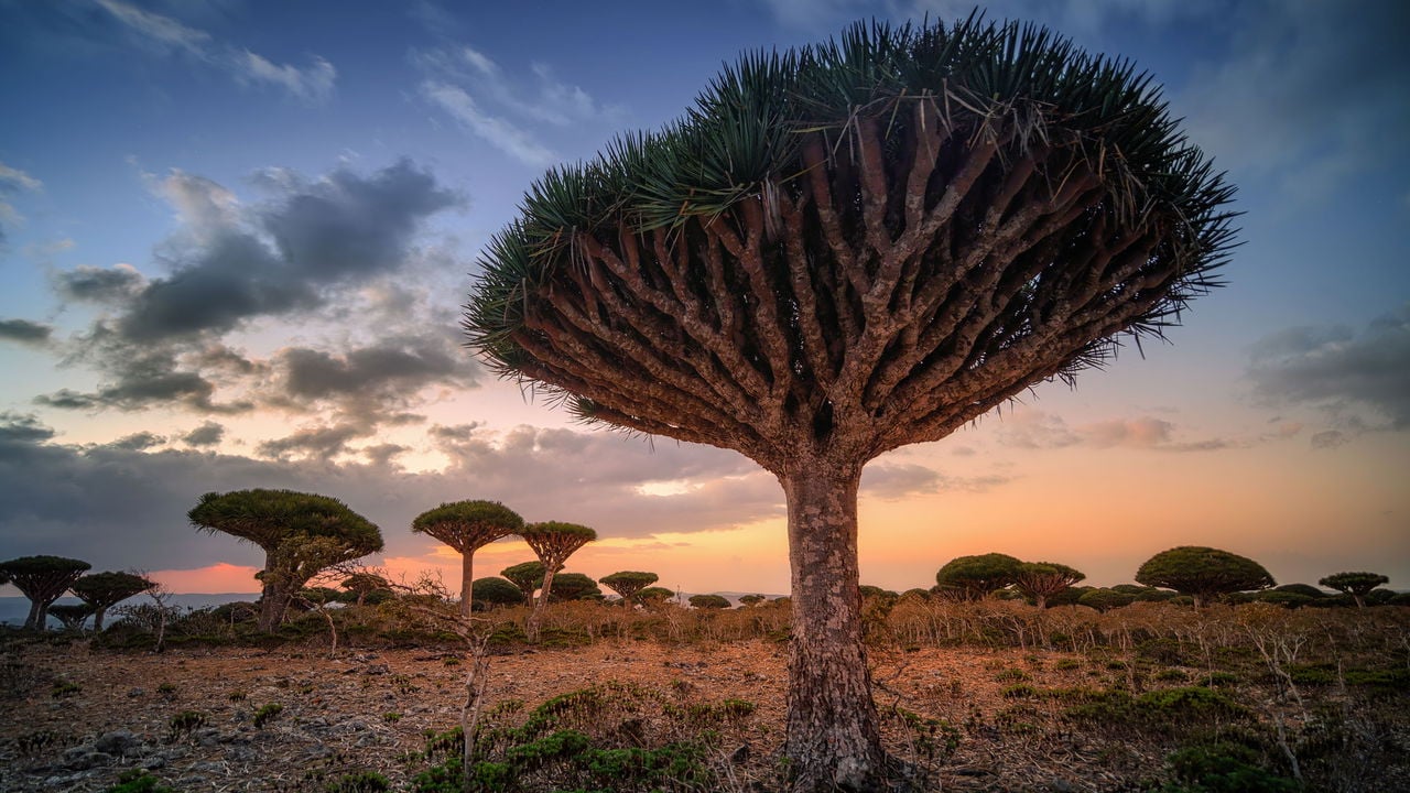 Ilha de Socotra