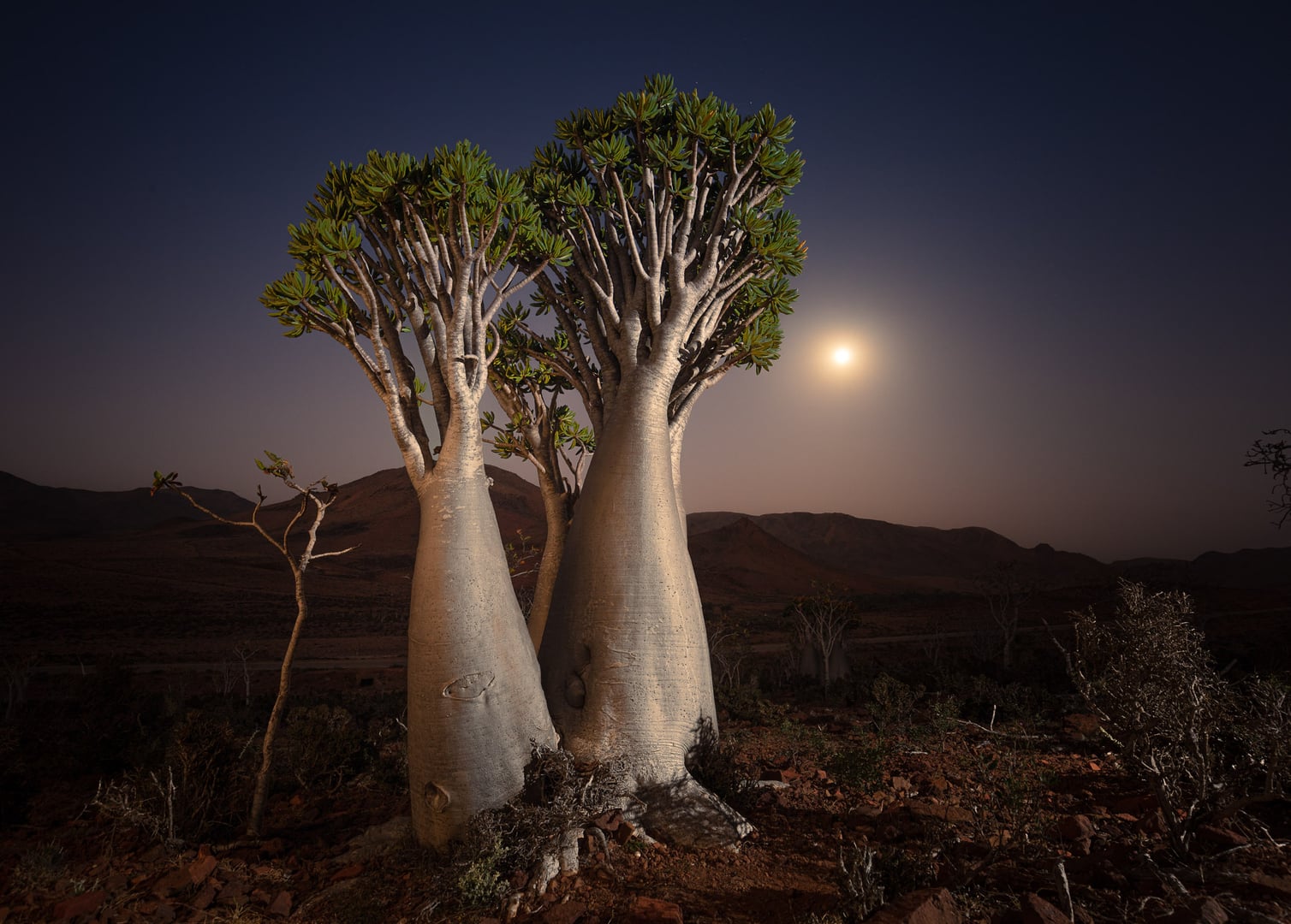Socotra – Cristiano Xavier